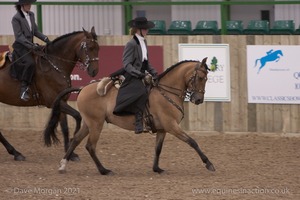 Lusitano Breed Society of Great Britain Show - Hartpury College - 27th June 2009